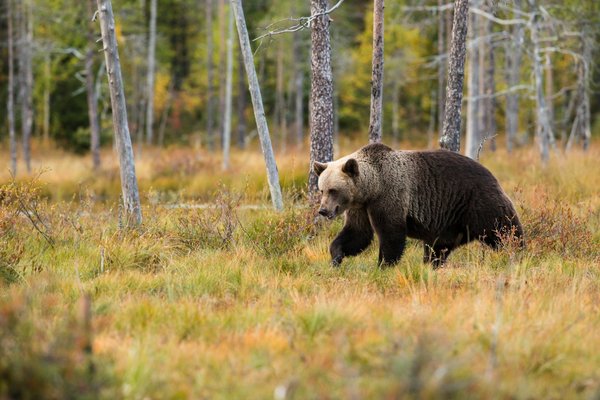 Comment sécuriser votre campement contre les ours en camping en forêt boréale?